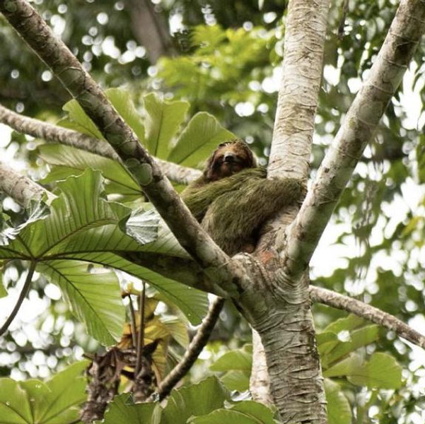 Sloth Quest & Volcano Hike