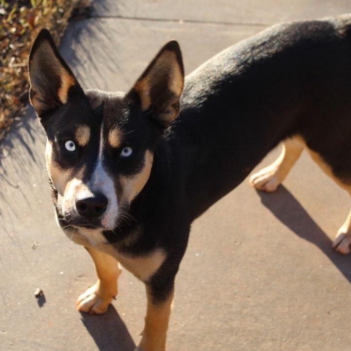 Our fur baby, we love Barbara (Barb for short)