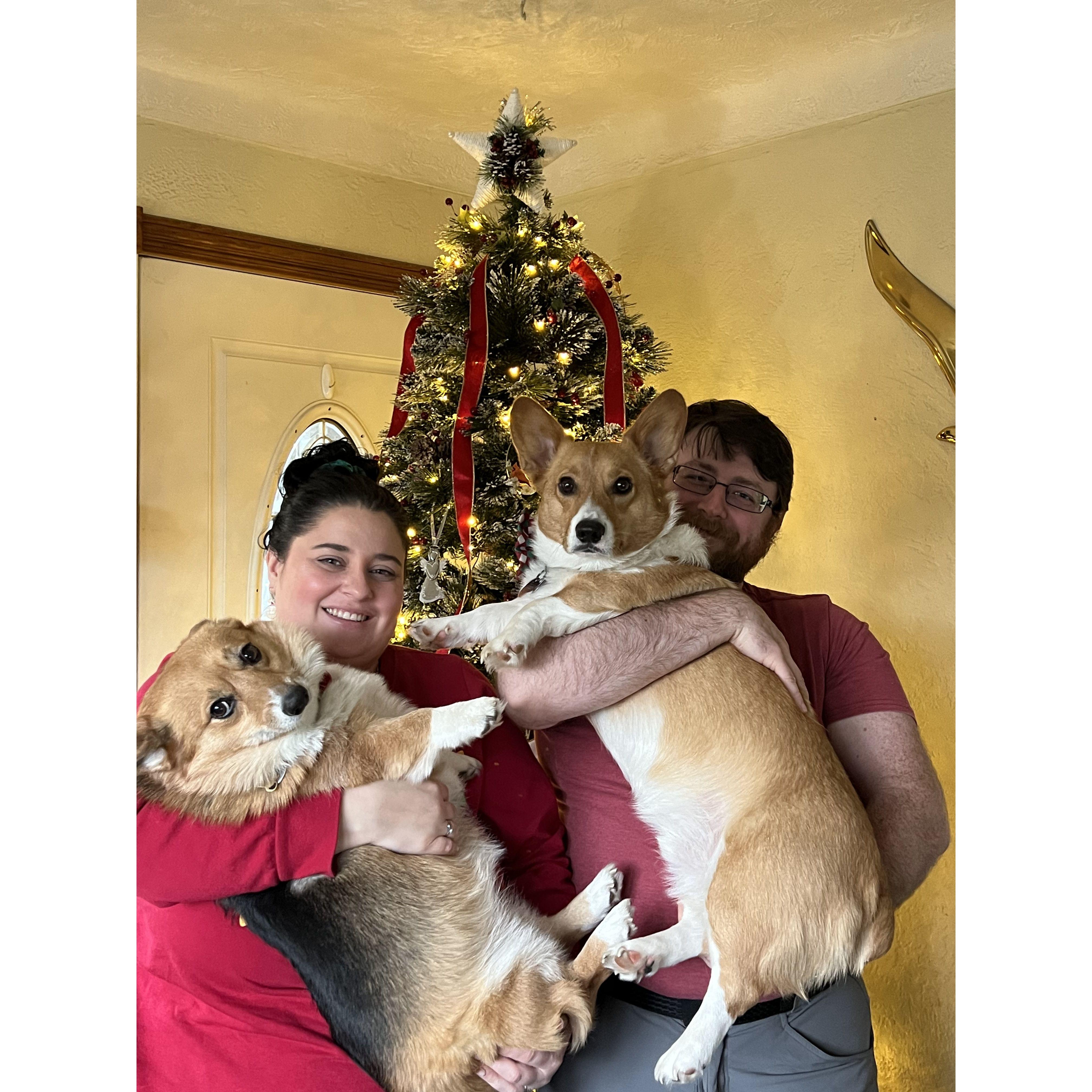 Christmas 2023 with the Corgis
