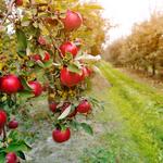 Afton Apple Orchard