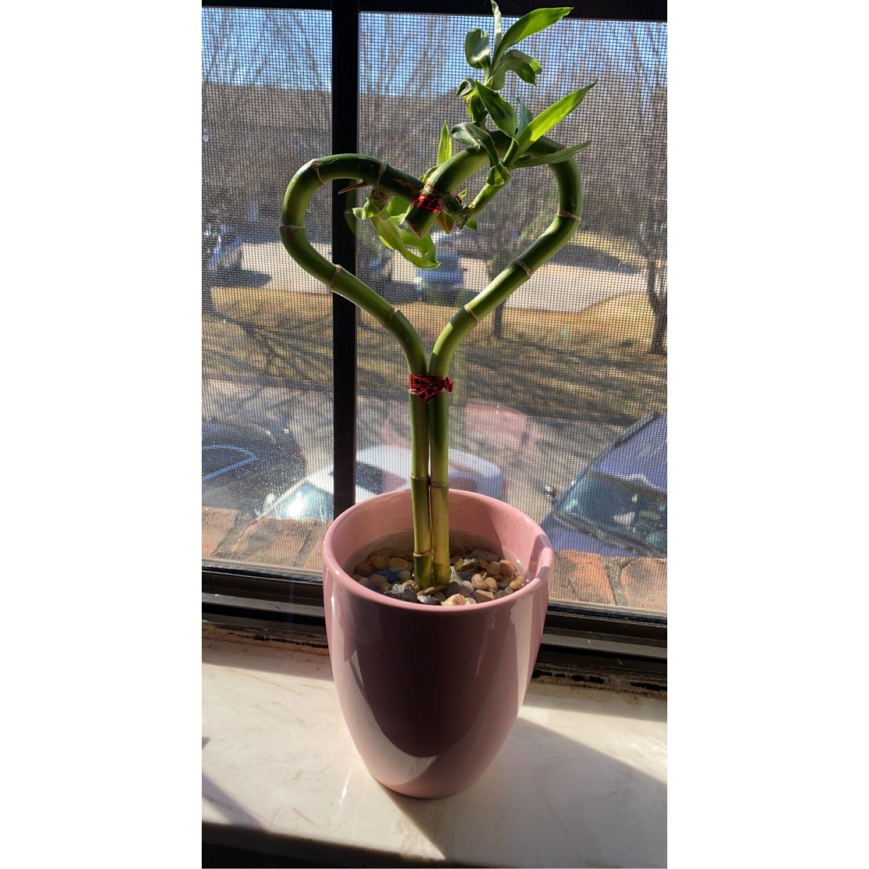 Kyle's valentine's gift to Lorna, 2022