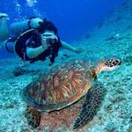 𝒢ℴ 𝒮𝒸𝓊𝒷𝒶 𝒟𝒾𝓋𝒾𝓃ℊ!