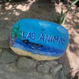 Day Trip To Las Animas Beach ~ Excursión de un día a Playa Las Ánimas