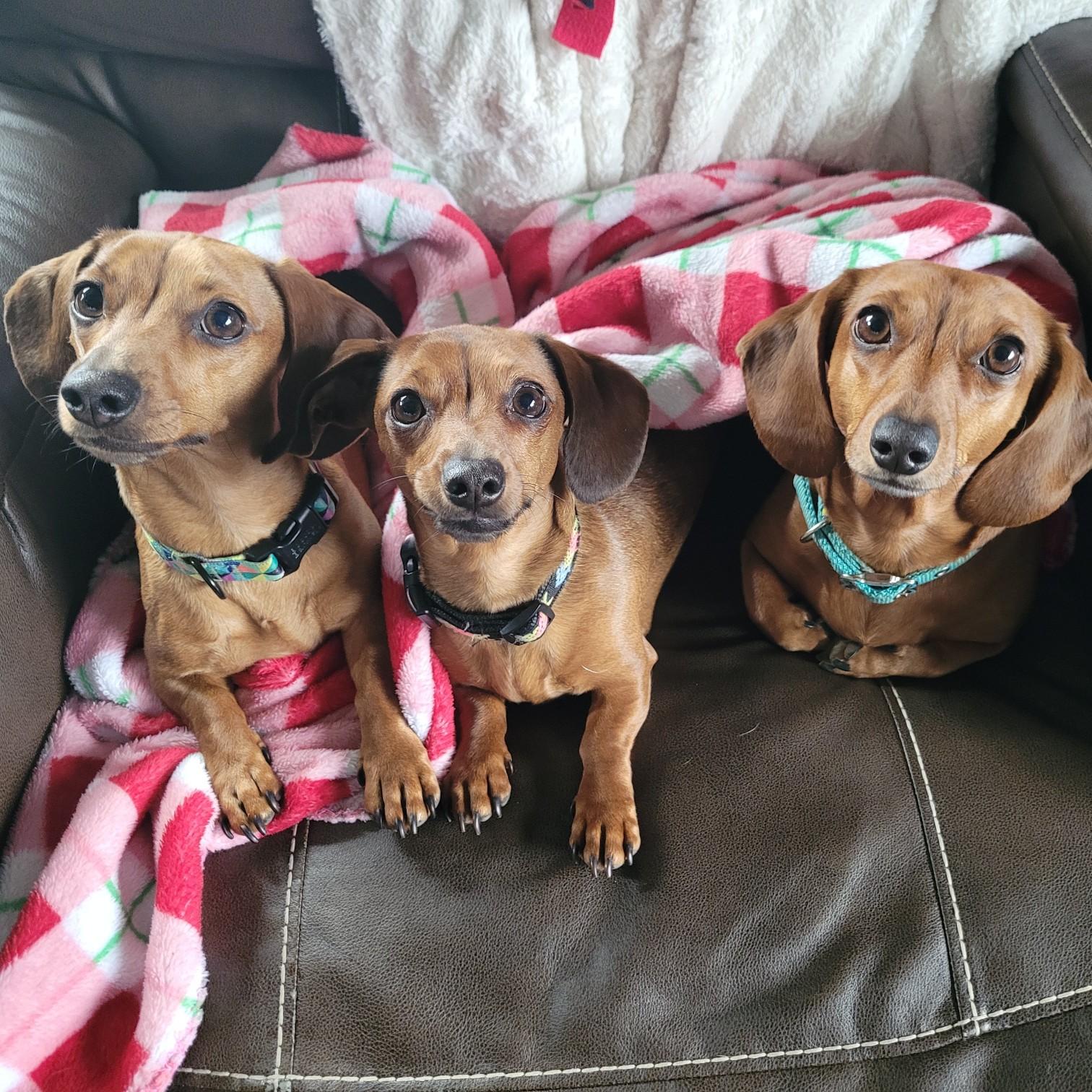 Dixie, Josephine, Daisy