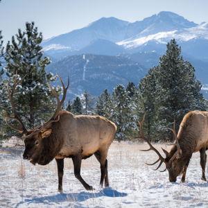 Elk Hunting Trip Fund