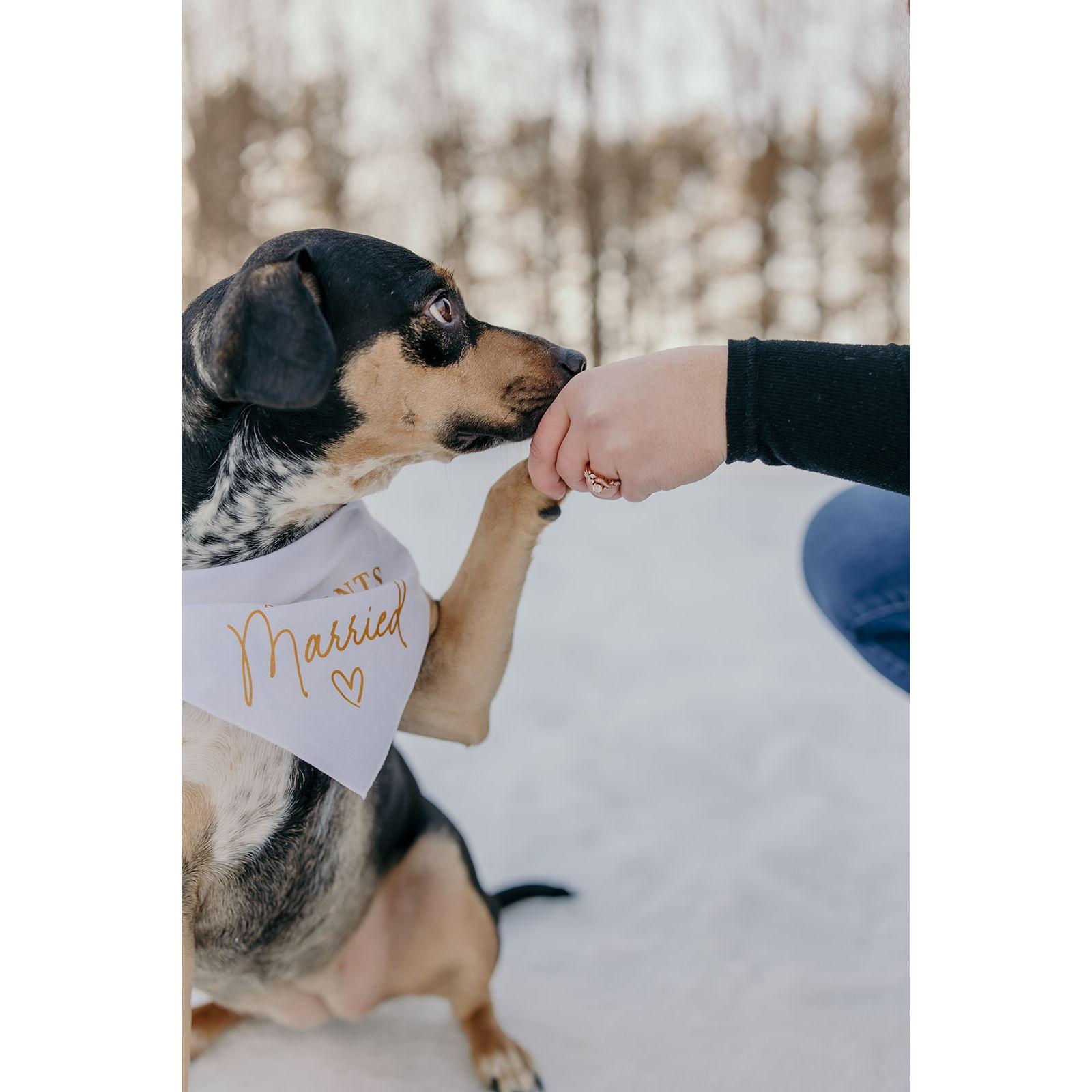 Engagement pictures at Vaughan Woods
