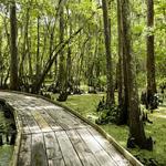 Barataria Preserve