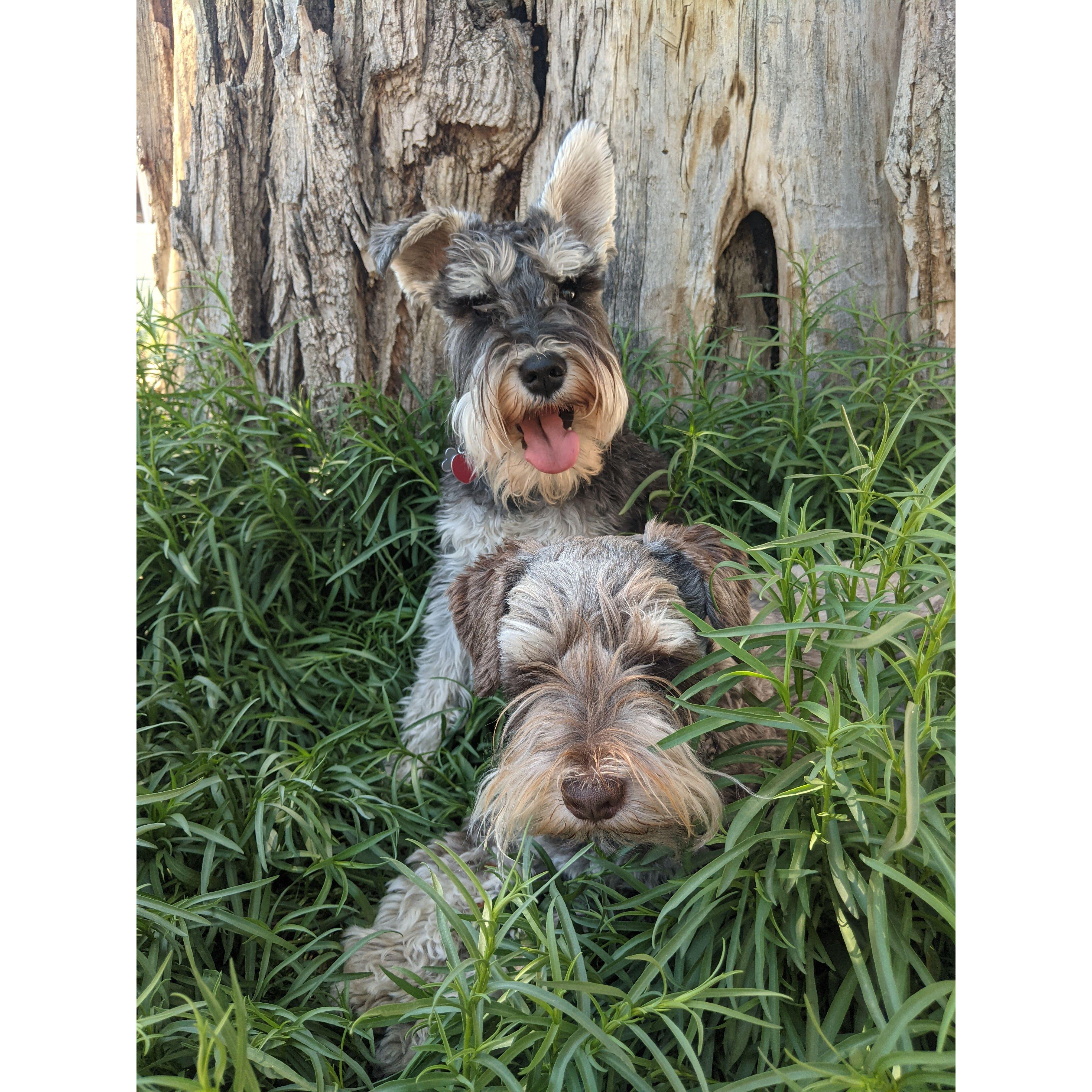Freddie and Linus staying cool in the yard
