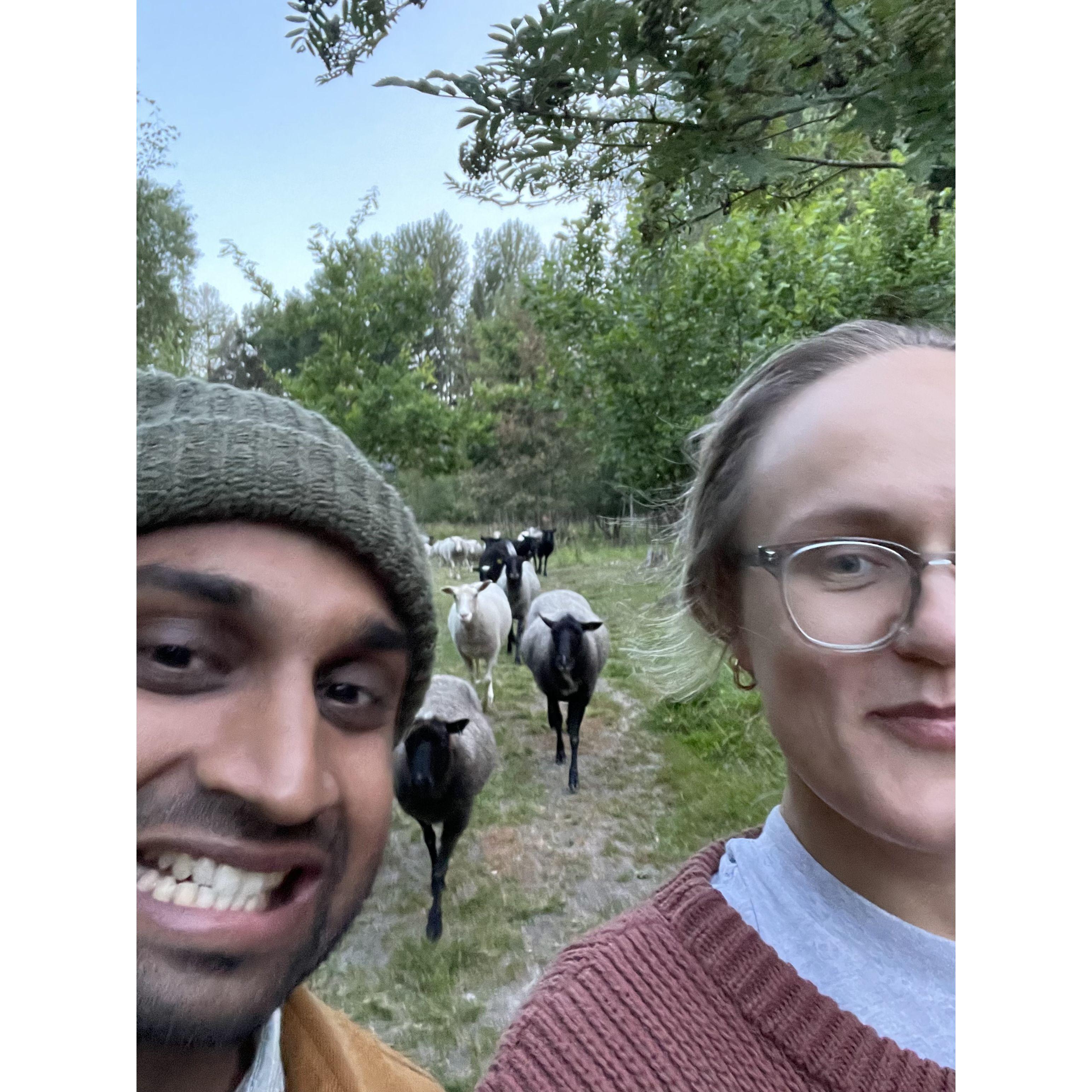 Getting chased by sheep on our anniversary