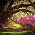 Magnolia Plantation and Gardens