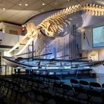 Whaling Museum