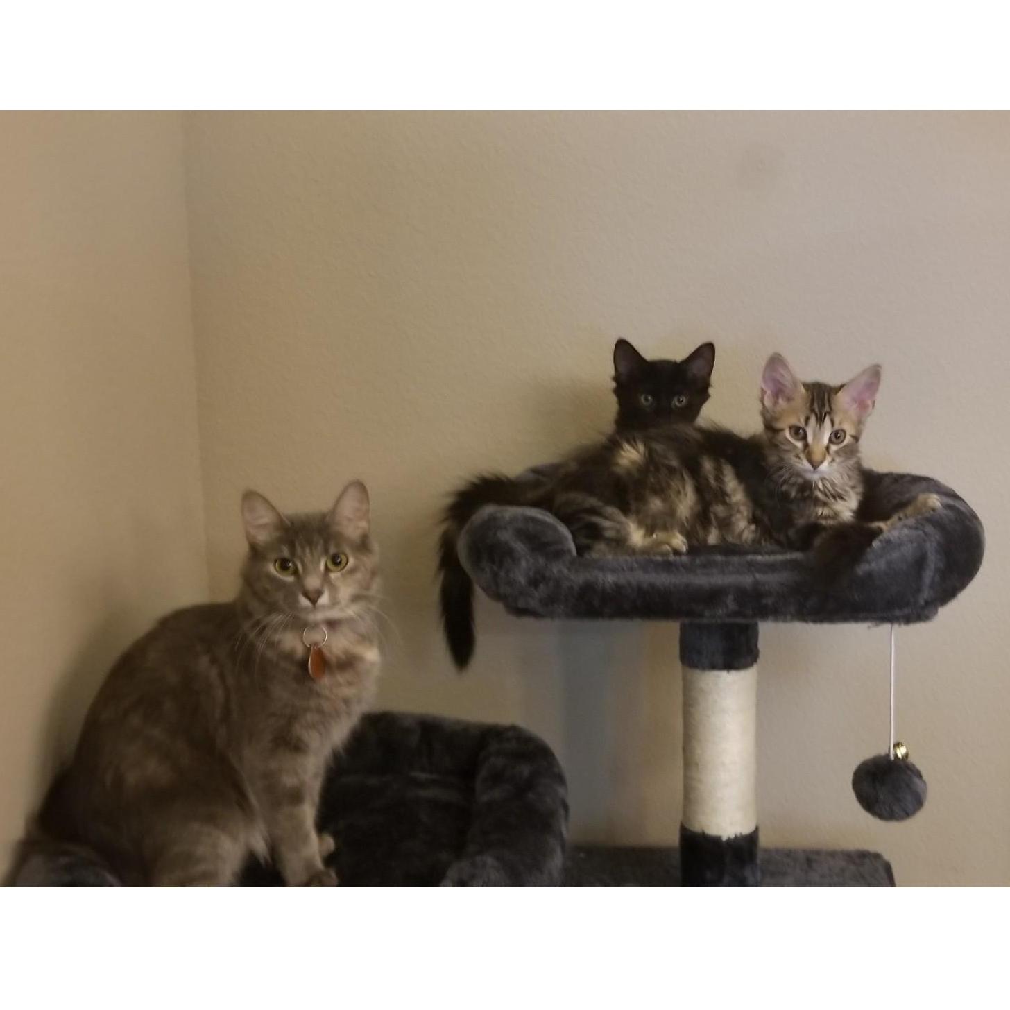 Our furbabies when they were still very small beans.