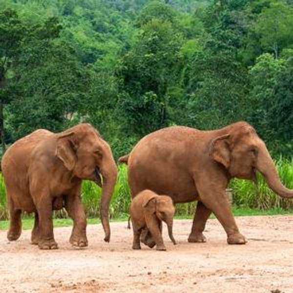 Ethical Elephant Sanctuary Experience