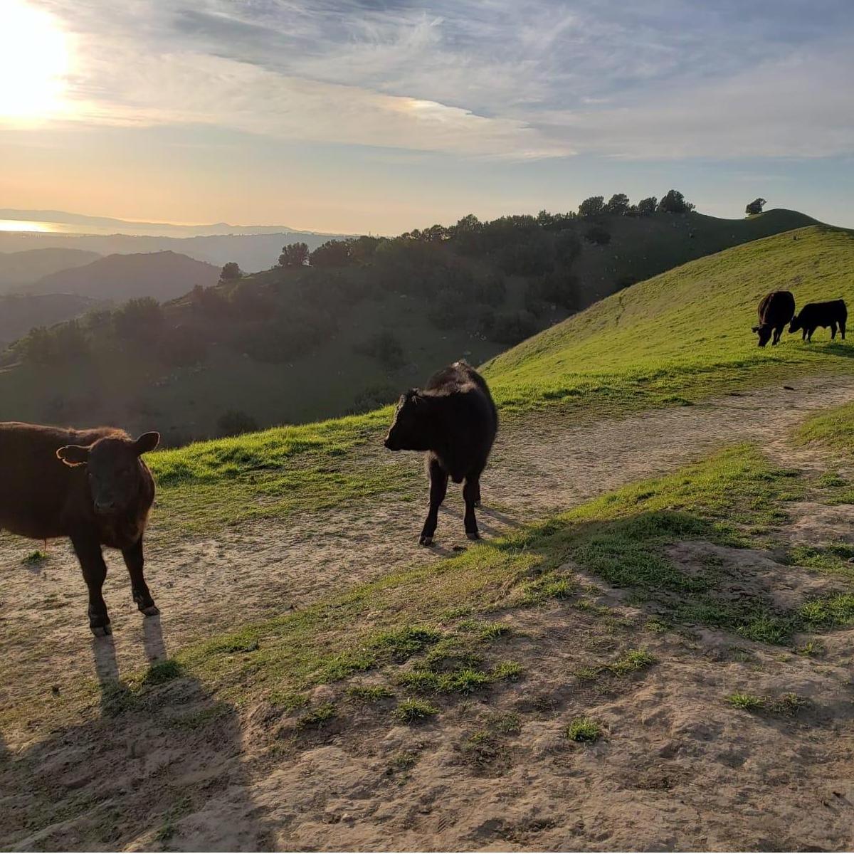 A pretty gorgeous spot for a proposal. But those cows were not giving us much privacy.