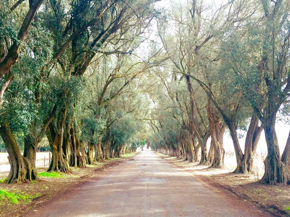 The Wedding Website of Matthew Meaders and Kelsey Koon