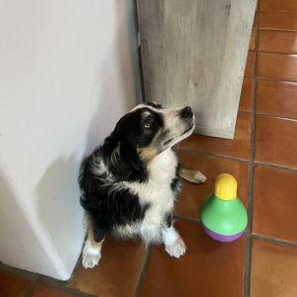 Vet Fund