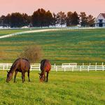 Horse Farm Tours