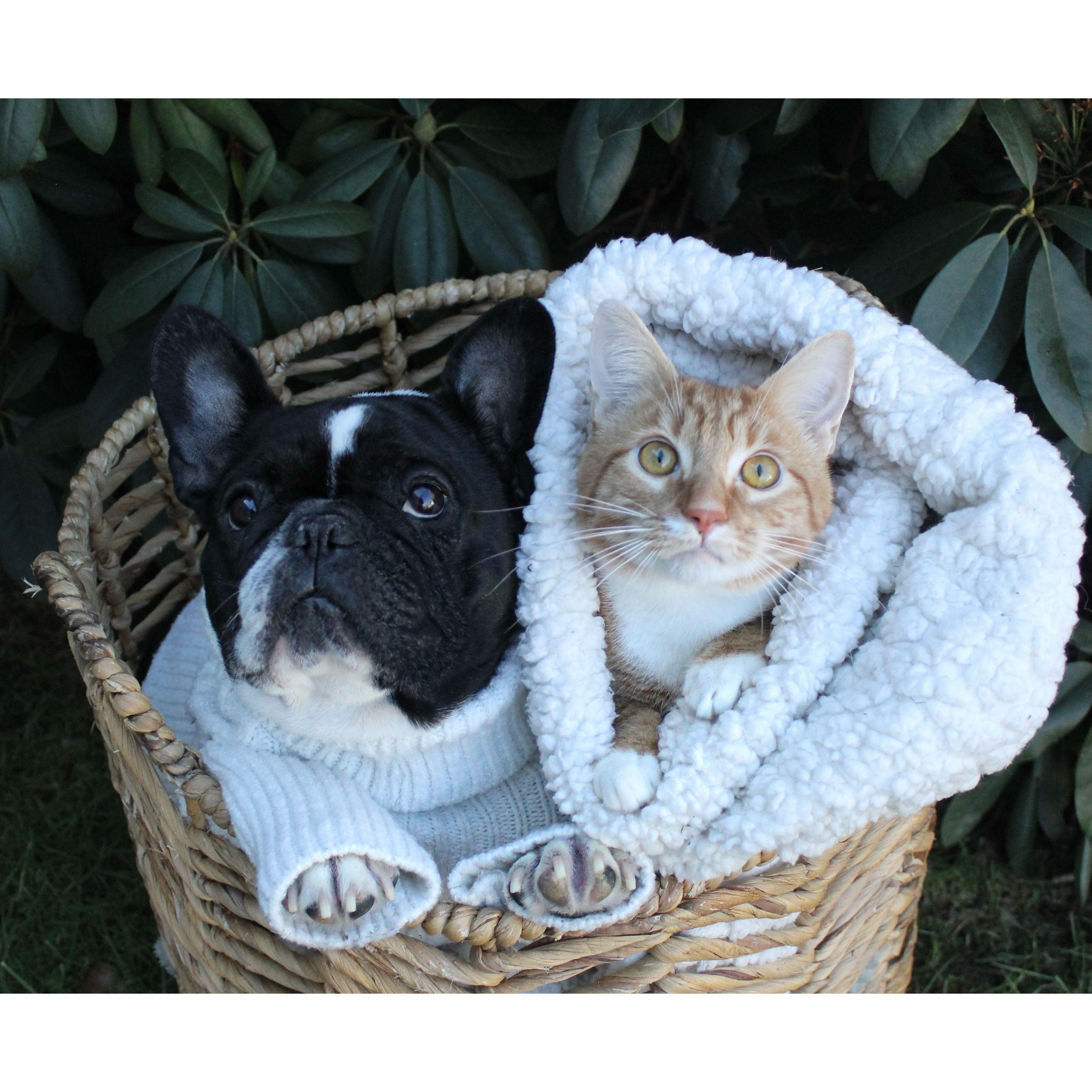 Our fur children- Charlotte and Joe