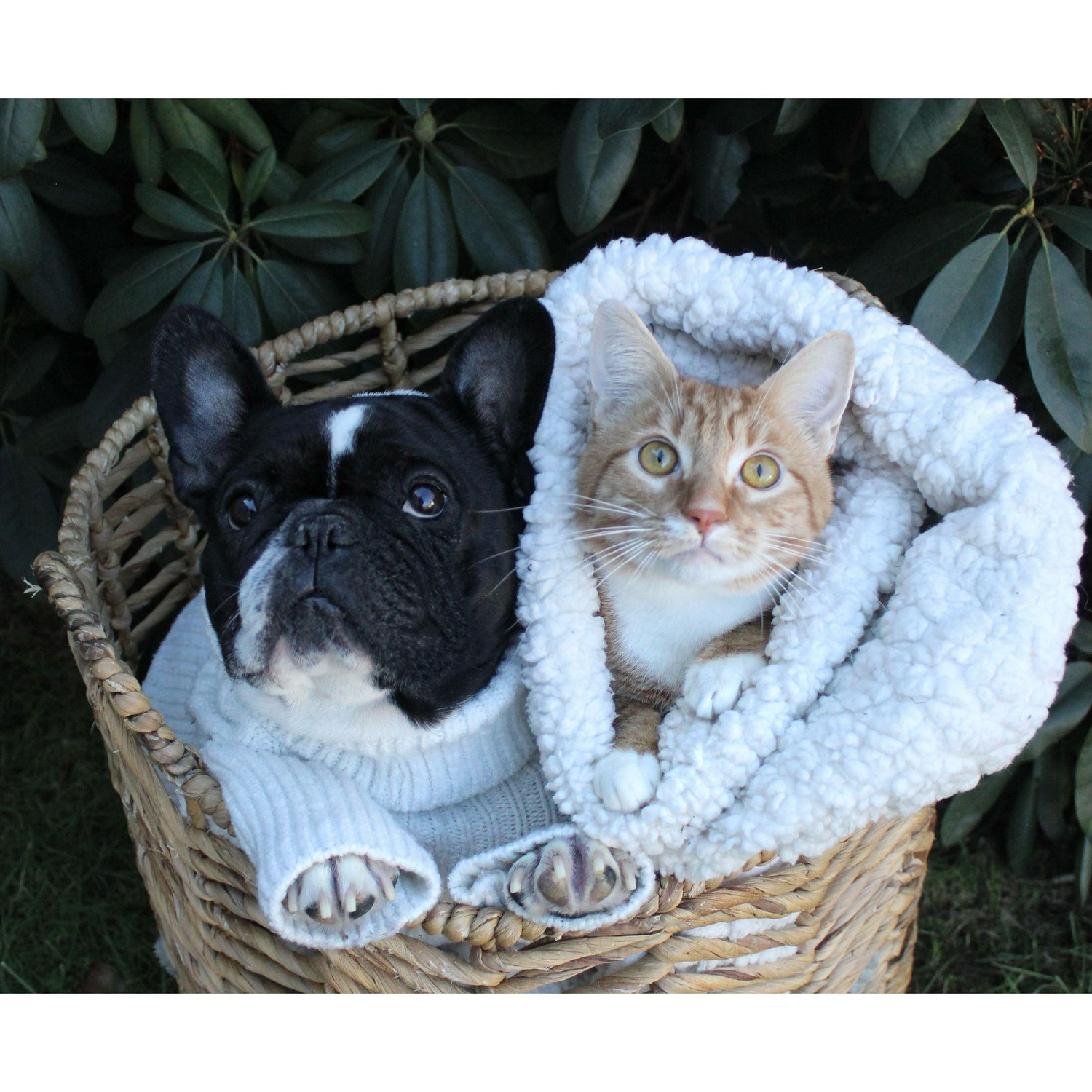 Our fur children- Charlotte and Joe