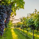 Woodinville Wine Country