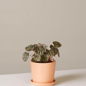 Peperomia Ripple Ruby and Planter