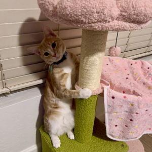 Treat Larry