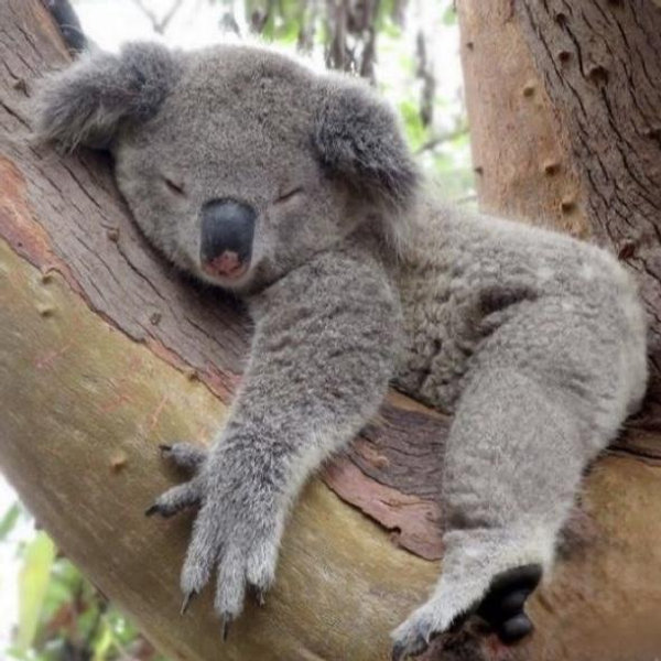 Hold a Koala
