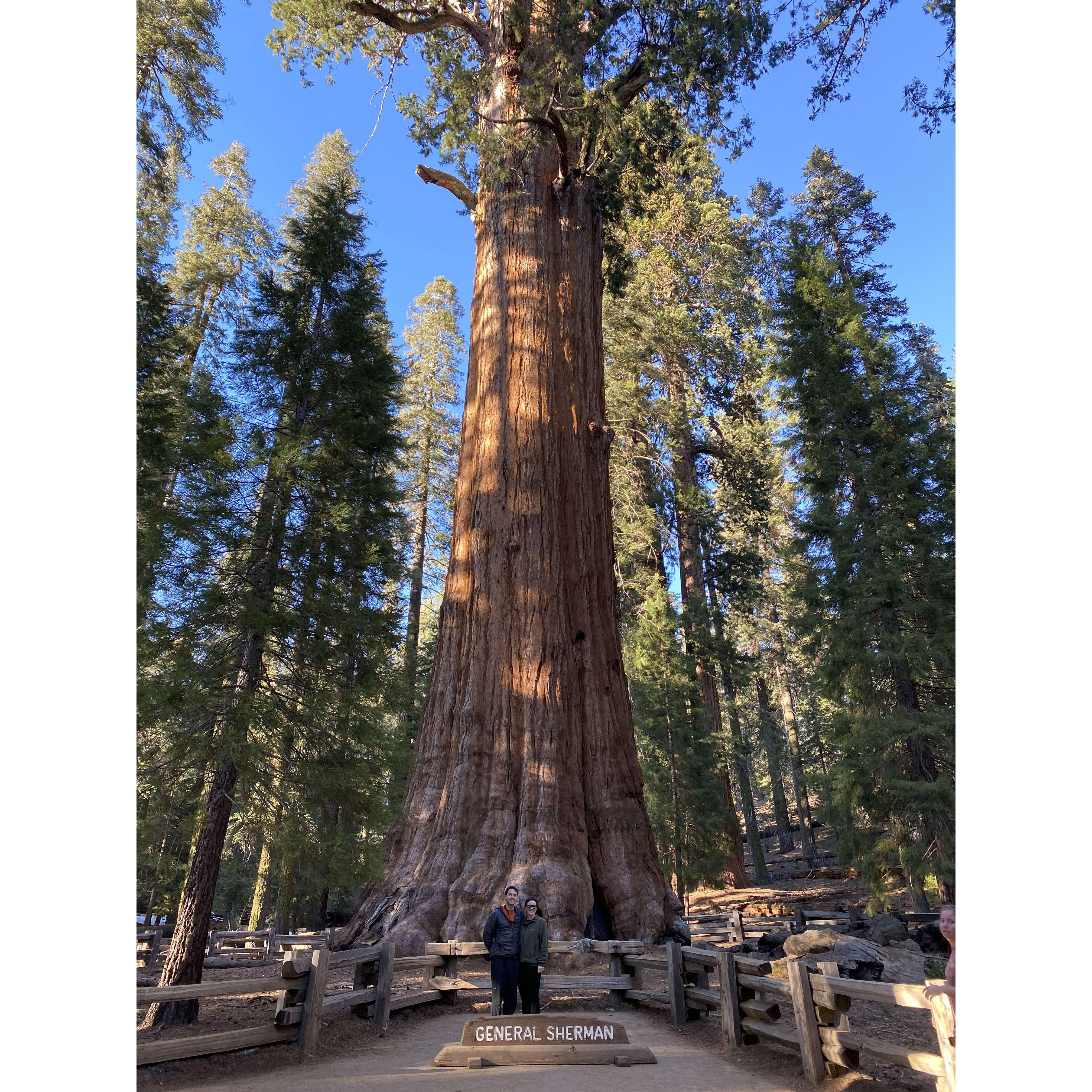 Saluting General Sherman (largest tree in the world) in Sequoia National Park
