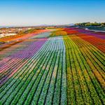 The Flower Fields