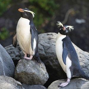 Doubtful Sound Wildlife Cruise