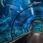 Shark Reef Aquarium at Mandalay Bay