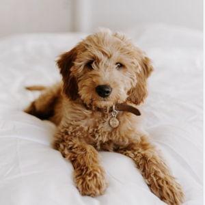 Puppy Fund