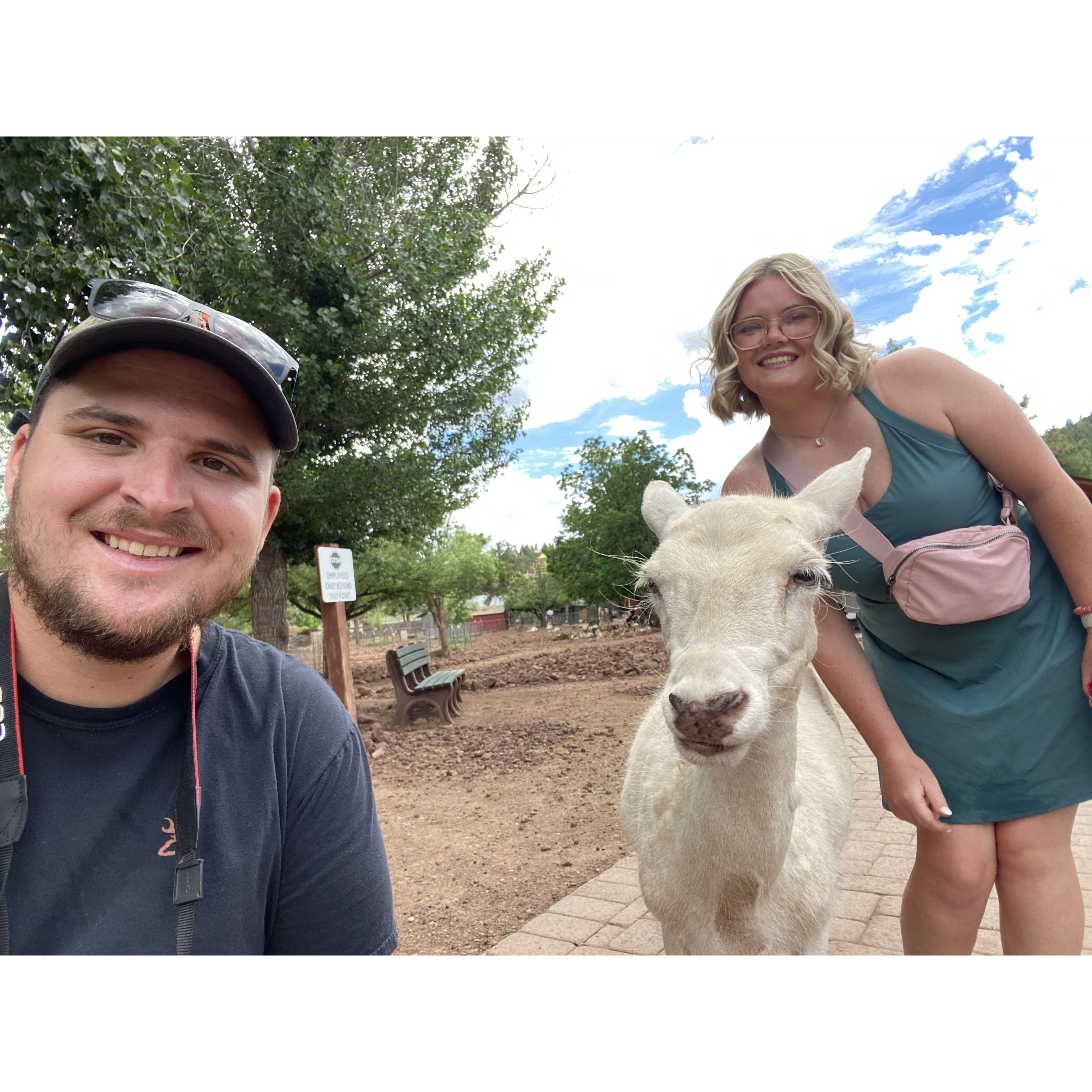 We went to feed the deer at the Deer Farm in Williams!