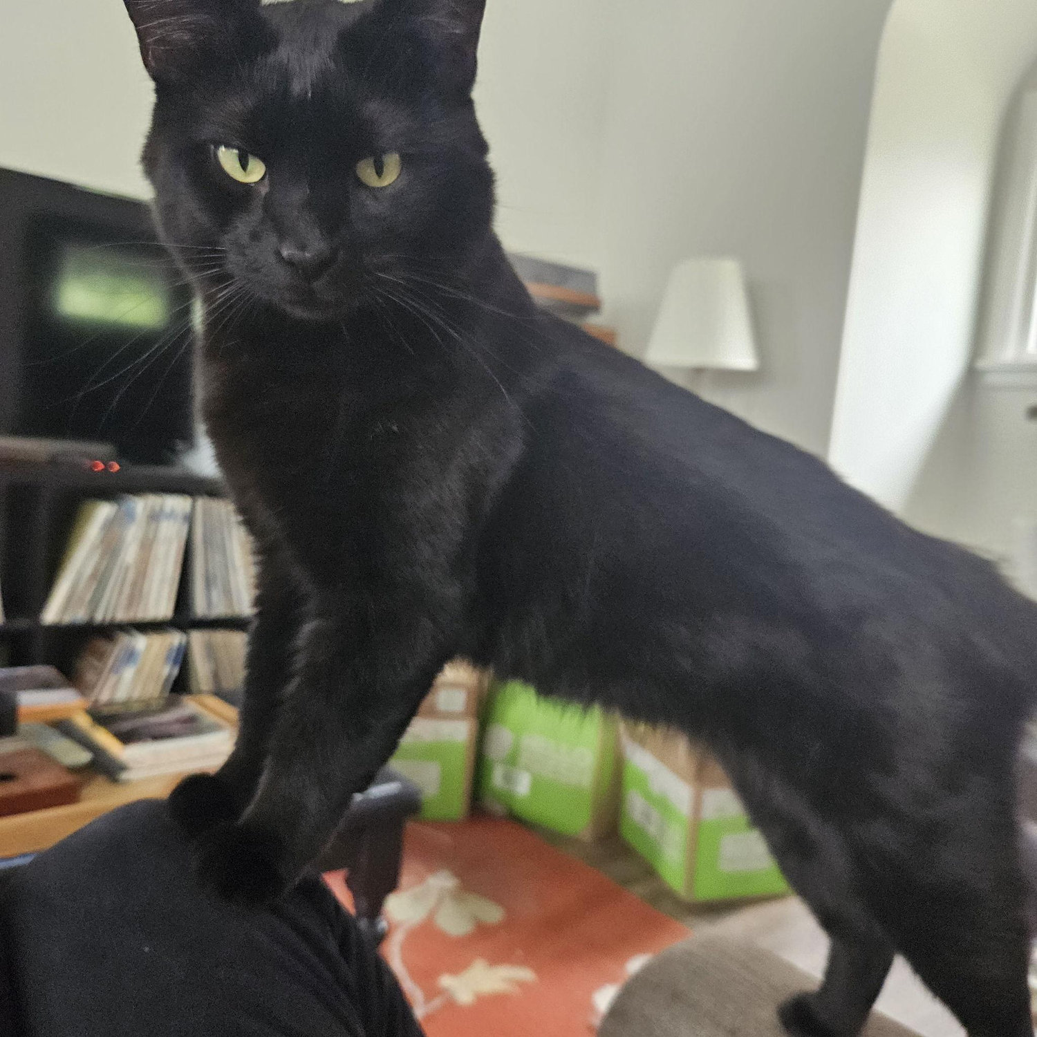 Shadow aka Shadowbeast aka Beastie