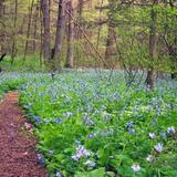 Bowman's Hill Wildflower Preserve