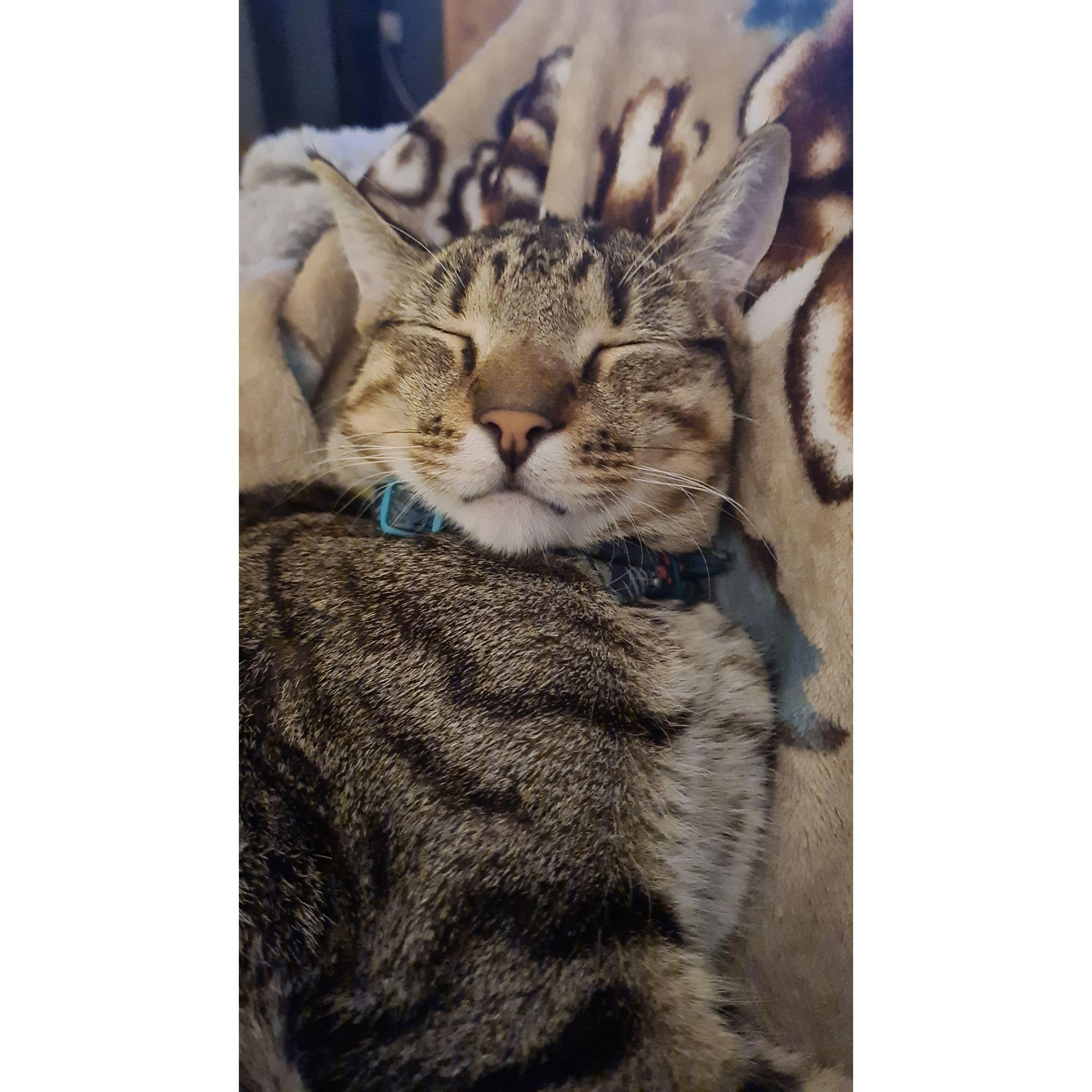 Harvey