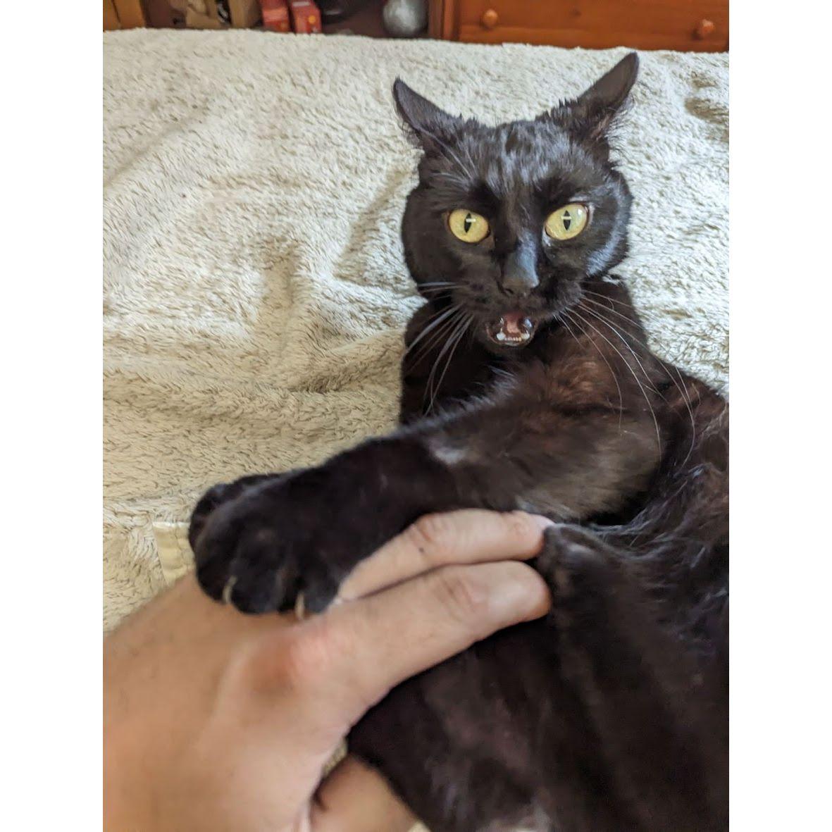 Our Crazy Kitty <3