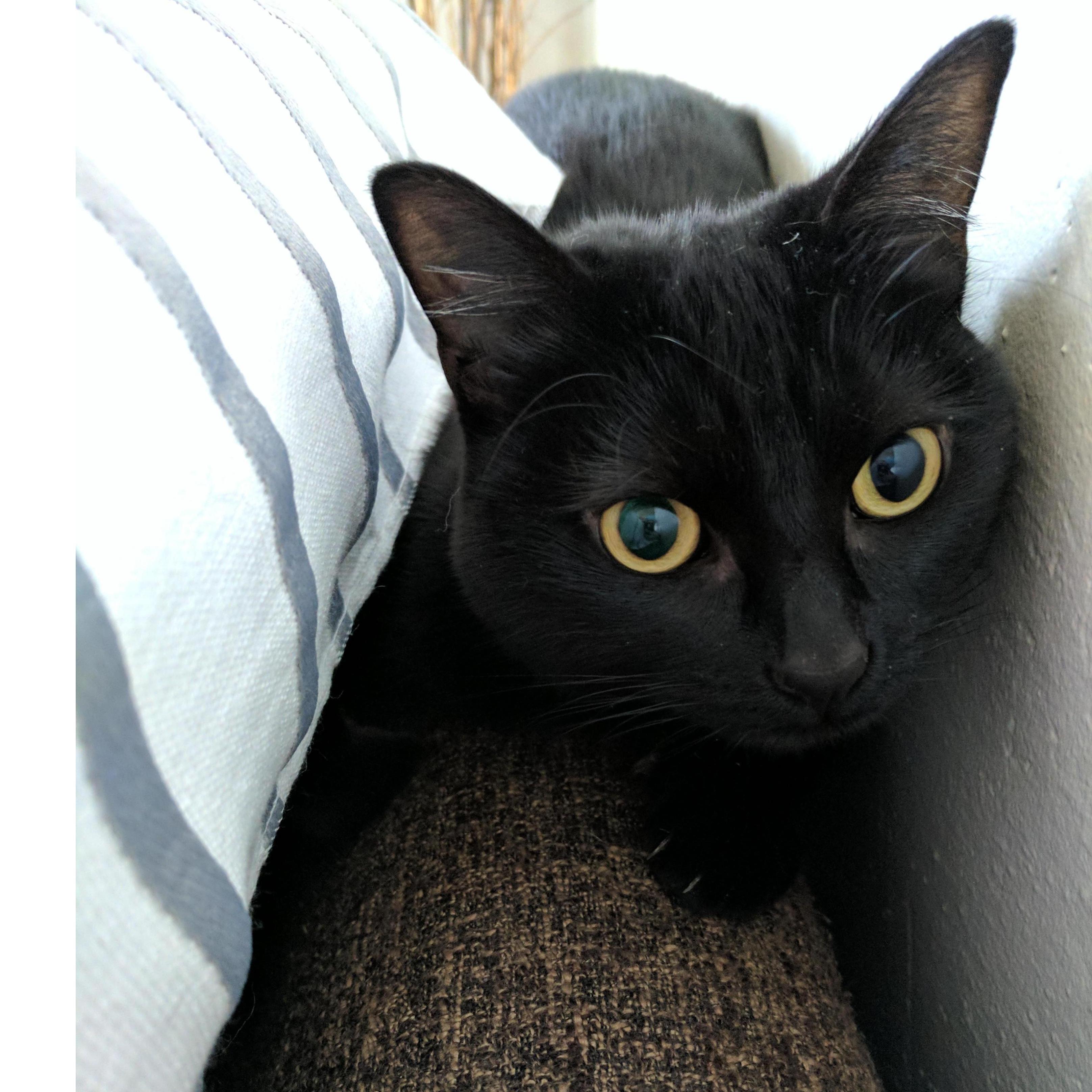 Olive