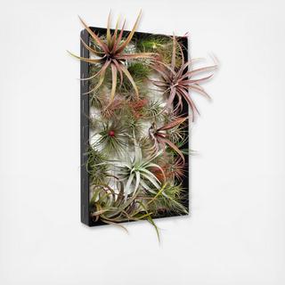 Airplant Frame Rectangle