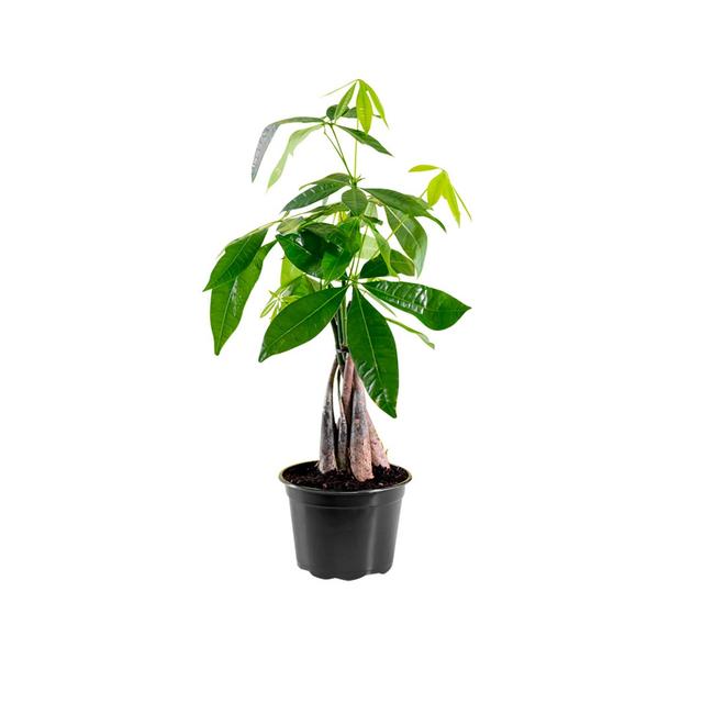 Money Tree In 6" Nursery Pot