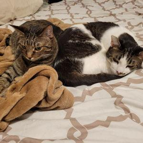 Catsitting for Trinity and Chadwick