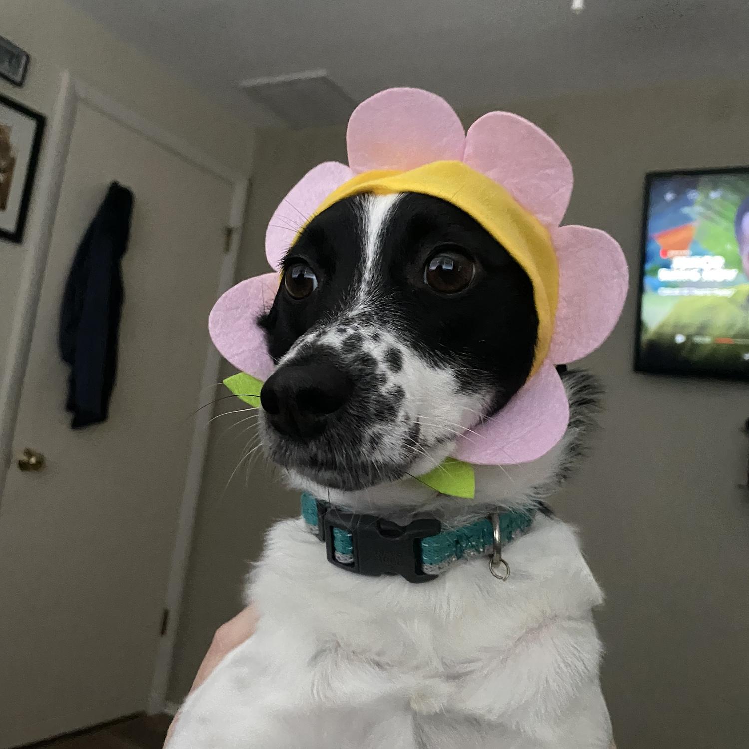 Our flower boy - yes, he's as special as he looks.