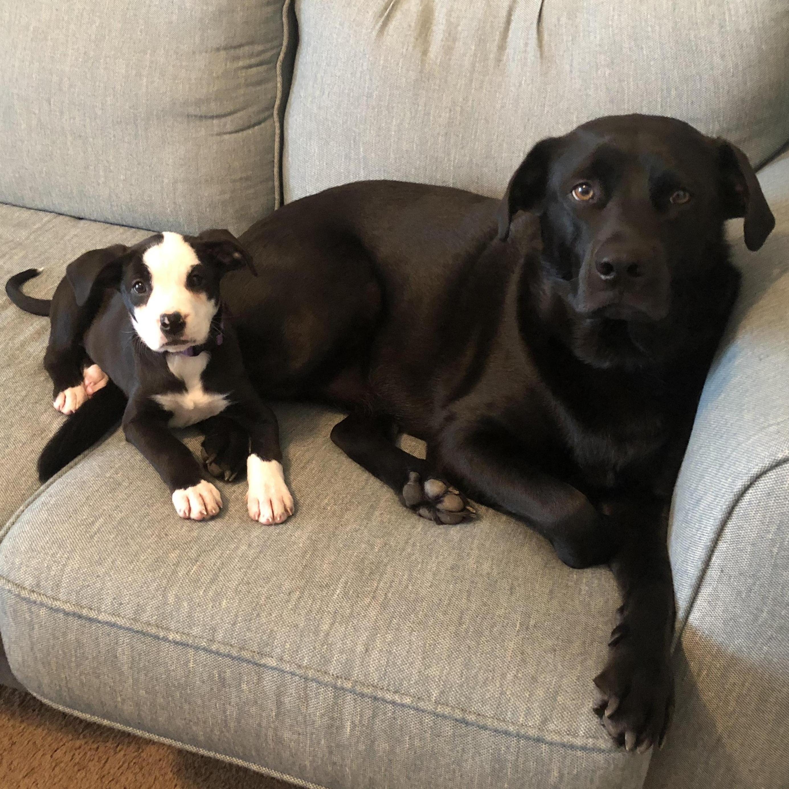 Melbourne and Sydney aka Bear and Bunny. We love them so much.