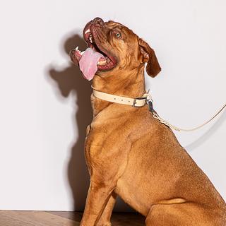 Modern Dog Collar