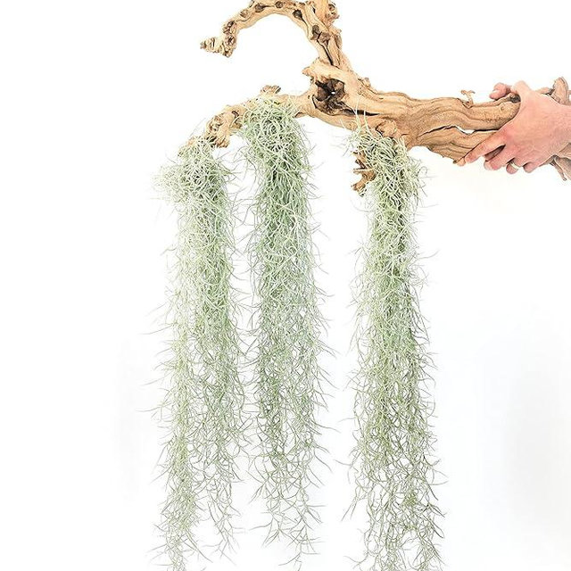 3 Pack Thick Colombian Spanish Moss Live Strands with Wire Hook - Tillandsia Usneiodes - Live Tillandsia Succulent House Plants - Home and Garden Decor - Easy Care Indoor and Outdoor Plants