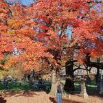 Rock Creek Cemetery/Churchyard
