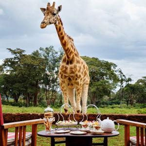 café da manhã (safari)