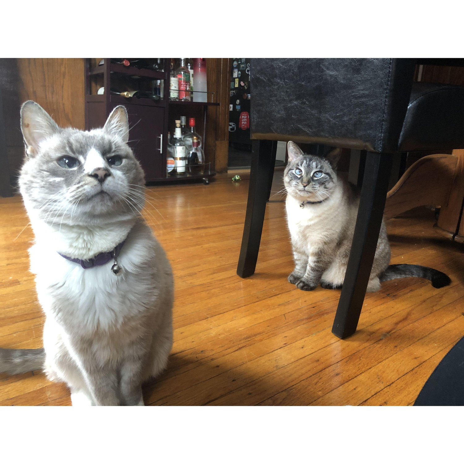 Our fur babies