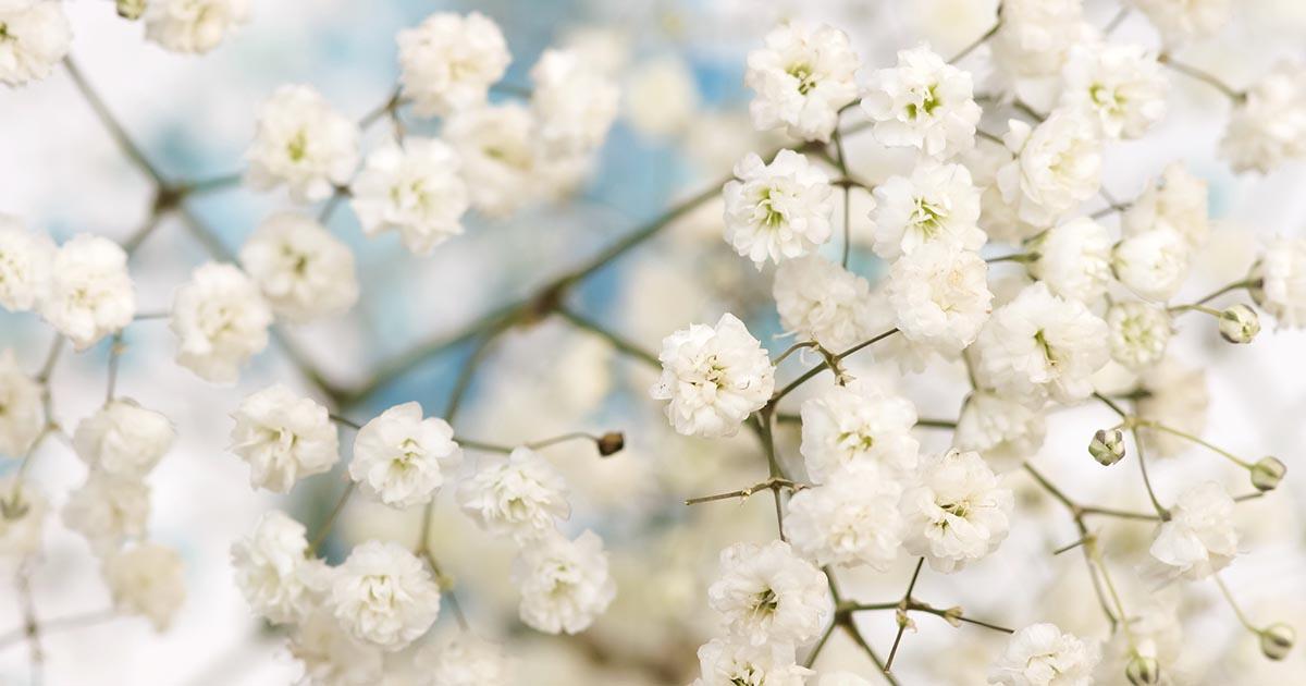 The Wedding Website of Siera Bauch and Jeremiah Reedy