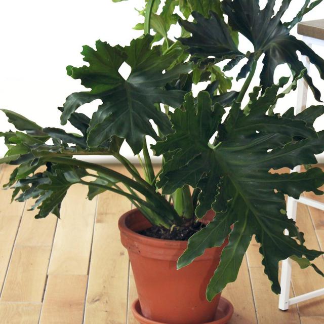 Philodendron Hope Selloum